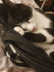 chief asleep on my handbag